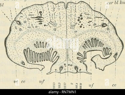 . Anatomischer Anzeiger. Anatomie, Vergleichende; Anatomie, Vergleichende. 508 darüberliegenden Ampullen der Regio orbitalis, This zeigen werden - sonders im hinteren Abschnitt der Ausführungsgänge von außerordenthcher Orbitalgegend Länge, sterben vielfach vom Anfang des letzten Drittels der Orbitalgegend bis Ende der Regio Auditiva sich erstrecken (vergl. Abb. 4); dabei verlassen sie vor ihrer Ausmündung gewöhnlich Sterben rein longitudinale Richtung und wenden sich ein wenig seitlich - oder medianwärts. Die senkrechte Entfernung der Ampullen of this Gruppe von der Oberfläche ist in den einzelnen Regionen verschi Stockfoto