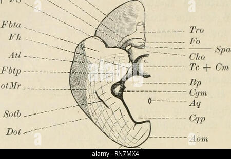 . Anatomischer Anzeiger. Anatomie, Vergleichende; Anatomie, Vergleichende. 508 Frla Fo RlTro LS+ FS. Co sie durch die laterale Wurzel des Tractus Olfactorius von dm Knolle - culura olfactorium getrennt. Seitliche reicht sie bis ein die Furche FS, welche, wie unten er-örtert werden wird, der Fissura Sylvii ent-spricht und Strecken-weise mit der Linea Sylvica zusammenfällt; sie stößt auch im- reich of this Furche mit der Basitemporalfläche zusammen. Sie ent-spricht der hinteren oberen Zauberstab der ODER-bita, welche entspre-chend der enormen Ent- wickelung des Aug - Aol Abb. 2. Basalansicht des Gehirns v Stockfoto