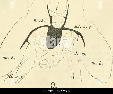 . Anatomischer Anzeiger. Anatomie, Vergleichende; Anatomie, Vergleichende. 323 Tl. CA.,.. ? sc/, ä. D. tu. Ich 1.ch., SCI. a. s., tv.sei. Oder S. 1:1^-sei. a. s..ct.-a. s. tv. b, tv. b. d. ao. 7. Ö. '^ &Lt;^ Feigen. 5, 6, 7, und 8, Abschnitte über die Flügel Region ein Embryo von einem-hun-dred Stunden. In diesem Stadium werden die Flügel Arterie und die SEGMENTALE Arterie von jeder Seite ergeben sich aus einer Latero-dorsal evagination der Aorta die Abschnitte stellen eine Region 80 [l in der Dicke (x 45). w.r. Wolfian ridge, Scl.a.s. sekundäre A. subclavia. Andere Referenz Buchstaben wie in vorhergehenden Zahlen. des Th Stockfoto