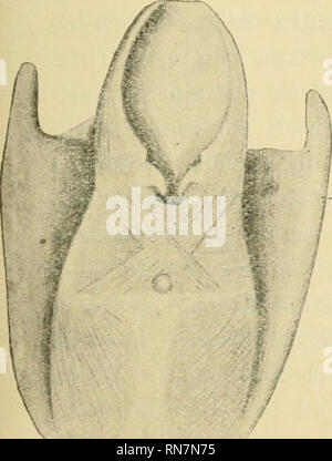 . Anatomischer Anzeiger. Anatomie, Vergleichende; Anatomie, Vergleichende. 291 convessa e contenuta in Una fovea rivestita di una Lamina di tessuto fibroso deuso, nicht tapezzata Pero da sinoviale. Col suo contorno inferiore Questa cartilagine tocca Direttamente 11 margine Superiore del castone della cricoide, mentre tutto il Resto e posto Dietro Il muscolo interaritenoideo trasverso e in un Livello anteriore all'interaritenoideo obliquu. Al microscopio questo nodulo mostrasi costituito da cartilagine ialina. Questo nodulo infine deve essere abbastanza Raro nell'Uomo, sia Perche in ca. 50 laringi es Stockfoto