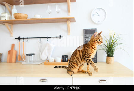 Bengal Katze auf weißem Hintergrund sitzt seitwärts, sieht beiseite. Katze auf die Küche Stockfoto