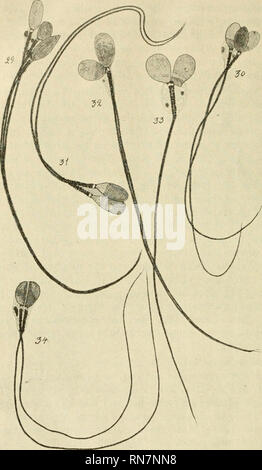 . Anatomischer Anzeiger. Anatomie, Vergleichende; Anatomie, Vergleichende. 508. Figg. 29 - 34. Zwei-und dreiköpfige Menschliche Spermien. D. ueber Sterben zur Entwickelung der vierten Hauptgruppe (vergl. oben) gehörenden atypischen Spermien kann ich mich nicht so sicher äußern. Denn die nächsten Ursachen of this Entwickelungs-. Bitte beachten Sie, dass diese Bilder sind von der gescannten Seite Bilder, die digital für die Lesbarkeit verbessert haben mögen - Färbung und Aussehen dieser Abbildungen können nicht perfekt dem Original ähneln. extrahiert. Anatomische Gesellschaft. Jena: G. Fischer Stockfoto