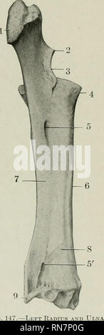 . Die Anatomie der Haustiere. Veterinär Anatomie. Fio. 146.-linken Humerus anteriore Ansicht. 1, seitliche tuberosity; 2, 19; 3, medial tuberosity intertuberal Nut; 4, grobe Bedeutung für Befestigen von untergrätenmuskel Sehne; 5, des Deltamuskels tuberosity; 6, teres Tuberkel; 7, muscuio - Spiralnut, 8, Coro - noid Fossa; 9, medialen Condylus; 10, lateralen Kondylus.. 147.- links Radius ein Fuchs; Pqstero-medialen Anzeigen. 1, Olecranon; 2, processus Ein-!, taschenklappen Kerbe, 4, proximalen Extremität von radius; 5, 5', proximale und distale interosseous Räume; 6, Welle von radius; 7, Welle der Ulna; 8, vaskuläre Nut; 9, sty Stockfoto