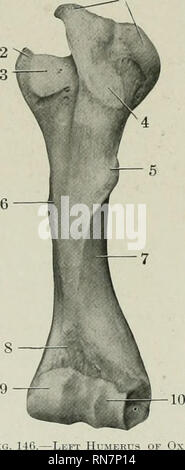 . Die Anatomie der Haustiere. Veterinär Anatomie. Abb. 145.- links Huiv laterale Ansicht. 1, Leiter; 2, Hals; 3. 3', seitliche tuberosity; 4, grobe Bedeutung für die Befestigung von untergrätenmuskel Sehne; 5, des Deltamuskels tuberosity; 6, coronoid Fossa; 7, lateralen Kondylus; S, seitliche epicondyle; 9, medial epicondyle; 10, olecranon Fossa.. Fio. 146.-linken Humerus anteriore Ansicht. 1, seitliche tuberosity; 2, 19; 3, medial tuberosity intertuberal Nut; 4, grobe Bedeutung für Befestigen von untergrätenmuskel Sehne; 5, des Deltamuskels tuberosity; 6, teres Tuberkel; 7, muscuio - Spiralnut, 8, Coro - noid Fossa; 9, medial condy Stockfoto