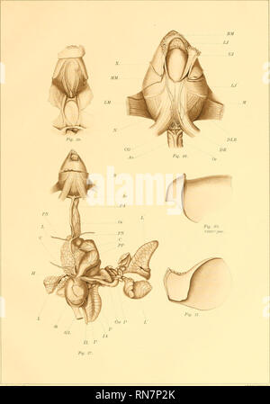 . Die Anatomie der Nautilus pompilius. Nautilus. Abhandlungen DER AKADEMIE DER WISSENSCHAFTEN, VOL. VIII, 5. MEM. Platte VIII. L. E. GRIFFIN, DEL.. Bitte beachten Sie, dass diese Bilder sind von der gescannten Seite Bilder, die digital für die Lesbarkeit verbessert haben mögen - Färbung und Aussehen dieser Abbildungen können nicht perfekt dem Original ähneln. extrahiert. Greif, Lawrence Edmonds, 1874 -. [Washington, Govt. drucken. aus. Stockfoto