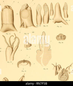 . Die Anatomie der Nautilus pompilius. Nautilus. Abhandlungen DER AKADEMIE DER WISSENSCHAFTEN, VOL. VIII, 5. MEM. Platte VII. s Fv). Mg. 32.. Bitte beachten Sie, dass diese Bilder sind von der gescannten Seite Bilder, die digital für die Lesbarkeit verbessert haben mögen - Färbung und Aussehen dieser Abbildungen können nicht perfekt dem Original ähneln. extrahiert. Greif, Lawrence Edmonds, 1874 -. [Washington, Govt. drucken. aus. Stockfoto