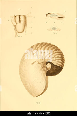 . Die Anatomie der Nautilus pompilius. Nautilus. Abhandlungen DER AKADEMIE DER WISSENSCHAFTEN, VOL. VIII, 5. MEM. Platte VI. L. E. GRIFFrN, DEL.. Bitte beachten Sie, dass diese Bilder sind von der gescannten Seite Bilder, die digital für die Lesbarkeit verbessert haben mögen - Färbung und Aussehen dieser Abbildungen können nicht perfekt dem Original ähneln. extrahiert. Greif, Lawrence Edmonds, 1874 -. [Washington, Govt. drucken. aus. Stockfoto