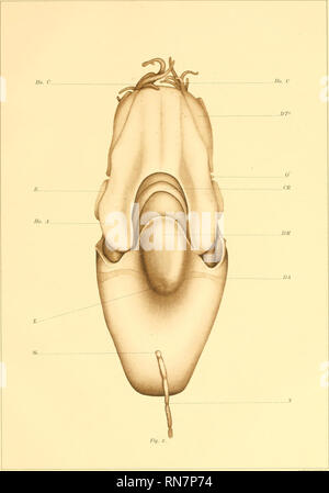 . Die Anatomie der Nautilus pompilius. Nautilus. Abhandlungen DER AKADEMIE DER WISSENSCHAFTEN, VOL. VIII, 5. MEM. Platte II. L. E. GRIFFIN, DEL.. Bitte beachten Sie, dass diese Bilder sind von der gescannten Seite Bilder, die digital für die Lesbarkeit verbessert haben mögen - Färbung und Aussehen dieser Abbildungen können nicht perfekt dem Original ähneln. extrahiert. Greif, Lawrence Edmonds, 1874 -. [Washington, Govt. drucken. aus. Stockfoto