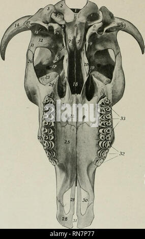 . Die Anatomie der Haustiere. Veterinär Anatomie. 136 SKELETT DER OCHSE Länge des Schädels und des Daches von Tlic Schädel. Der Posterioren grenzen Form mit dem parietals einen großen zentralen frontal Eminence (Torus frontalis), dem höchsten Punkt des Schädels. An der Kreuzung der hinteren und seitlichen Grenze ist der Processus comus oder "Horn core", für die Unterstützung der Hupe. Diese proc-. Fia. 134.- Schädel von Ox. Ohne M.; ndible Ventrale Ansicht. 1. Foramen magnum; 2, Okzipitalen kondylus; 3, paramastoid Prozess; 4,; 5. condyloid Foramen foramen La6, Arteria Teil der occipit Stockfoto