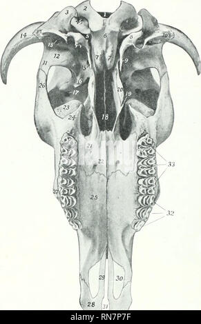 . Die Anatomie der Haustiere. Veterinär Anatomie. 136 SKELETT DER OCHSE Länge des Schädels und des Daches des Schädels. Der Posterioren grenzen Form mit dem parietals einen großen zentralen frontal Eminence (Torus frontalis), die höchste] ioint des Schädels. An der Kreuzung der hinteren und seitlichen Grenze ist der Processus comus oder "Horn core", für die Unterstützung der Hupe. Diese proc-. FlG. 134.- Schädel von Ochsen, witikut M ndible; Ventrale Ansicht. 1, Foramen magnum; 2, Okzipitalen kondylus; 3, paramiustoid Prozess: 4, condyloid Foramen; 5, foramen lacerum; 6, Arteria Teil Stockfoto