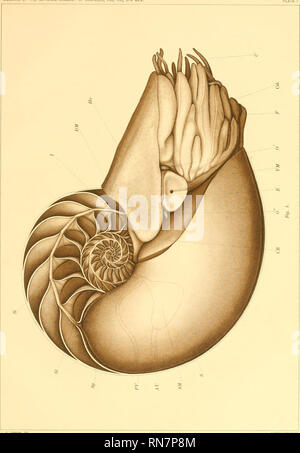 . Die Anatomie der Nautilus pompilius. Nautilus. Abhandlungen DER AKADEMIE DER WISSENSCHAFTEN, VOL. VIII, 5. MEM-Platte. L. E. GRIFFfN, DEL. Bitte beachten Sie, dass diese Bilder sind von der gescannten Seite Bilder, die digital für die Lesbarkeit verbessert haben mögen - Färbung und Aussehen dieser Abbildungen können nicht perfekt dem Original ähneln. extrahiert. Greif, Lawrence Edmonds, 1874 -. [Washington, Govt. drucken. aus. Stockfoto