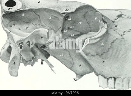 . Die Anatomie der Haustiere. Veterinär Anatomie. 134 SKELETT DES OCHSEN das foramen rotundum orbito-. Der hintere ist das Foramen ovale, das die niandilHilar Nerv überträgt. Die orbital Flügel ist dick und ist ovcrla]&gt; peii durch die frontal auf die Weise, die extern zu erscheinen in zwei Zweige zu divitle; der anterioren jiart verbindet die ethmoid am sjjhenopalatine Foramen und enthält eine kleine Sinus, die kommuniziert mit einem ethmoitlal Meatus der zeitlichen Flügel ist klein, bildet aber eine prominente Dicke lateralis Crest. Die jjterygoid Prozess ist breit, und es gibt keine alar Kanal. Th Stockfoto