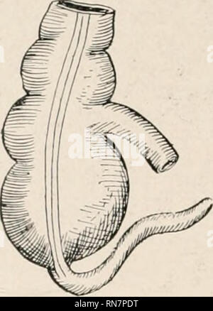 . Anatomie auf den Punkt: Eine Abhandlung über die Anatomie des Menschen in seiner Beziehung zu Osteopathie. Die menschliche Anatomie; osteopathische Medizin osteopathische Medizin; Anatomie. Nr. 2.. Nr. 3.. Bitte beachten Sie, dass diese Bilder sind von der gescannten Seite Bilder, die digital für die Lesbarkeit verbessert haben mögen - Färbung und Aussehen dieser Abbildungen können nicht perfekt dem Original ähneln. extrahiert. Laughlin, William Ross. Kirksville, Missouri: William Ross Laughlin Stockfoto