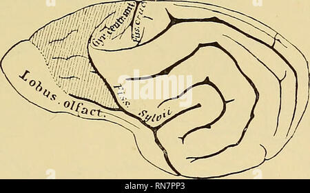 . Die Anatomie des zentralen Nervensystems des Menschen und der Wirbeltiere im Allgemeinen. Neuroanatomie; Zentrales Nervensystem. Die BEAIN der Säugetiere und der OLFACTOET APPARAT. 223 In der Reihe der Wirbeltiere arcuata Fissuren treten häufiger als jeder andere. Auf den Reich gewundenen Gehirn des Narwals bilden Sie den Typ des gesamten fissuration (Abb. HG). Sie sind nummeriert, von sylvian Riss, als die erste, die zweite usw., bogenförmigen Riss, oder werden sie auch als: fissura fissura ectosylvia, suj) rasylvia usw. auf das Gehirn der Hund, der hier folgt, eine Reihe dieser Fiss benannt Stockfoto