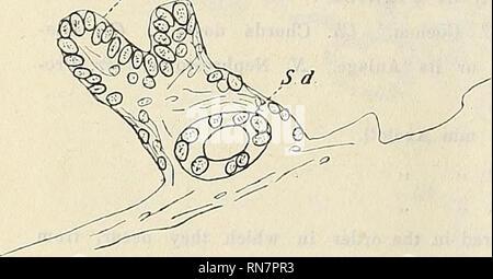 . Anatomischer Anzeiger. Anatomie, Vergleichende. Abb. 8. M.d. Bitte beachten Sie, dass diese Bilder sind von der gescannten Seite Bilder, die digital für die Lesbarkeit verbessert haben mögen - Färbung und Aussehen dieser Abbildungen können nicht perfekt dem Original ähneln. extrahiert. Anatomische Gesellschaft. Jena: G. Fischer Stockfoto