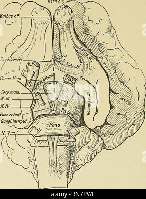 . Die Anatomie des zentralen Nervensystems des Menschen und der Wirbeltiere im Allgemeinen. Neuroanatomie; Zentrales Nervensystem. 213 ANATOMIE OP den CENTEAL NERYOUS SYSTEM. In die Faltung des cornii Ammonis. Dies ist das Riechhirn. In der armadillo - und in den Hund, Kaninchen und viele andere Säugetiere auch - es ist viel größer als in der Wade. Es dann fast immer belegt die gesamte Basis des Gehirns. Dies ist der gleiche Teil des Gehirns, der Reptilien, die als separate Region des Mantels. Kapitel XII, Seiten 170 und 171. Die fila olfactoria, aus ungleichmäßig geschnittene in der Stockfoto