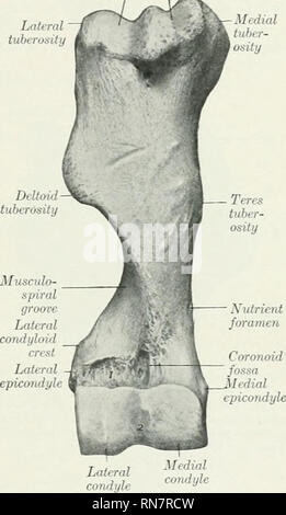 . Die Anatomie der Haustiere. Veterinär Anatomie. Laterale condylus Kopf^ Medial epicondyle Olecra - Latrral nicht Fossa epicondyle Abb. 63.-- Links Humehus des Pferdes; L. vteral Anzeigen. 1, rauh, der Sehne des untergrätenmuskel verbunden ist; 2, Crest; 3, Depressionen zur Befestigung der seitlichen Ligament. Medial tuhrr - einerseits. Abb. 64.- Rechts Hu-mercs op Pferd; Vorderansicht. 1, raue Gegend für die Befestigung von extensor Carpi radialis und extensor Digitalis communis; 2, synovial Fossa. Knorpel und Lodges die Sehne des Ursprungs der Bizeps Muskeln. Gerade unterhalb der mittleren Kante ist ein kleiner Fos Stockfoto