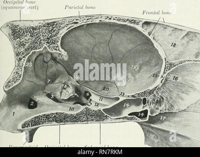 . Die Anatomie der Haustiere. Veterinär Anatomie. Die SCHÄDELHÖHLE 81 Die Spitze der Schädel ist durch die botlies des premaxillte und Unterkiefer gebildet; Transport der Schneidezähne. Die SCHÄDELHÖHLE (Cavum cranii dieser Hohlraum) incloses das Gehirn mit seinen mcmljranes und Gefäße. Es ist relativ klein und ist in der Form eiförmig. Die dorsale Wand oder Dach (calvaria) (Abb. 52) Wird durch die supraoccipital, interparietal, Parietale und frontalen Knochen gebildet. In der mittleren Zeile ist der interne parietalen Crest, die verbindet die crista Galli vor und liefert Anlage zu (er Falx cerebri. Posterio Stockfoto