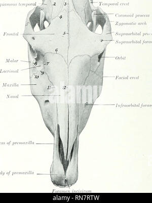 . Die Anatomie der Haustiere. Veterinär Anatomie. Squamous zeitlich; ? SupmorUiUd ioromen Nasale prrjcess der Pri. Iiifriiiirliilolfiiraincn Körper von prema. rillii FiQ. 47.-Schädel von Pferd; Dorsalansicht. 1, Parieto-Okzipitalen naht; 2, squamous Naht; 3, Parietale naht; 4, Parieto-frontalen Naht; R, frontal. fviture; 6, naso-frontalen Naht; 7, naso-lacrimal Naht; 8, lacrimo - malar Naht; 9, lacrimo-maxillaris Naht; 10, MUND-KIEFER-malar Naht; 11, naso-maxillarv Naht; 12. nasale Naht. Orbit ist eine Vertiefung, die incloses der Augapfel, mit den Muskeln, Gefäße und Nerven mit zugehörigen Stockfoto