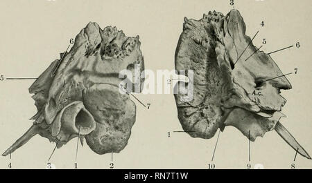 . Die Anatomie der Haustiere. Veterinär Anatomie. 62 DAS SKELETT DES PFERDES und der Wurzel des paramastoid Prozess Der hinterhauptschuppe. Es wird durch eine Nut, die zu den Mastoid (foramen Foramen mastoideum), aus denen ein Kanal der zeitlichen Canal erstreckt sich führt gekreuzt. Die mediale Oberfläche Gesichter in die Zerebellare fossa des Schädels. Es ist Con-Höhle und glatt, Ijut unregelmäßig. In der ventralen Teil ist der Eingang zu einem kurzen Kanal, der interne Akustische MEATUS (Meatus acusticus Internus), welche die siebten und achten Hirnnerven überträgt. Der Eingang zum MEATUS IST Stockfoto
