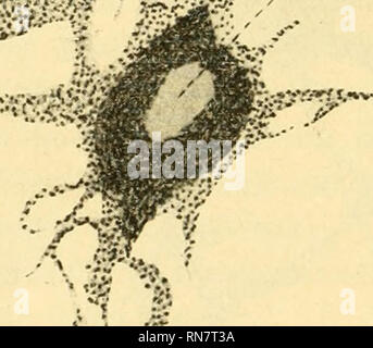. Anatomischer Anzeiger. Anatomie, Vergleichende; Anatomie, Vergleichende. 498 "s} 5 S&gt; 4 I'").-' "r.*^/' - • - • 1 auf der Anordnung der Guanintäfelchen beruhende Streifung der Aus-Läufer mit den Bewegungserscheinungen in Zusammenhang zu bringen sein, vielleicht derart, daß Sterben Kristalle bei den geringsten Widerstandes Verlagerungen eine Stellung einnehmen. Ob this Verlagerungen gleich der Ausbreitung und Ballung des Melanins in den Schwarz-Zellen in dauernder intrazellulärer Körnchenströmung unter Erhaltung der verästelten Zellform beruhen oder auf ein pseudopodienartiges Aussenden und Einz Stockfoto