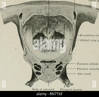 . Die Anatomie der Haustiere. Veterinär Anatomie. 56 DAS SKELETT DES PFERDES senkrecht Platte und sind endoturbinates bezeichnet. Diese in der Größe von oben nach unten verringern; die größte ist die nasalen Knochen befestigt und wird daher in der Regel die Dorsalen oder nasalen turbinate genannt; die zweite ist viel kleiner, und ist sehr allgemein als die Große ethmoid Zelle. Den Hohlraum, der durch diese Seitlich geschlossene kommuniziert mit der Kieferhöhle, aber nicht direkt mit der Nasenhöhle. Zwischen dem endoturbinates sind 21 kleine ectoturbinates, und alle sind mit sekundären und tertiären bedrängt, gespult Stockfoto