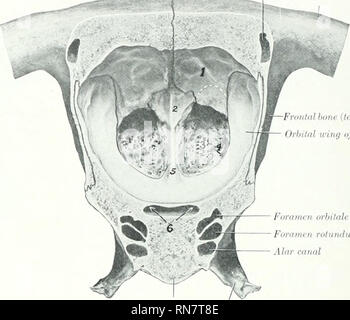 . Die Anatomie der Haustiere. Veterinär Anatomie. 56 DAS SKELETT DES PFERDES senkrecht Platte und sind endoturbinates bezeichnet. Tlusc liiniiuish in der Größe von oben nach unten; die größte ist die nasale Imne befestigt ist Ami linirc uMially calleii der dorsalen oder nasalen turbinate; die zweite ist viel kleiner, und ist sehr riuniiionly Icniied der Große ethmoid ceU. Die Kavität rnrlnsnl seitlich von diesem kommuniziert mit der Kieferhöhle, aber nicht direkt mit der IIA-il. aiiy. Zwischen dem endoturbinates sind 21 kleine ectoturbinates, und alle sind mit liesri sicondary und Tertia Stockfoto