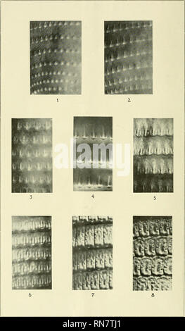 . Anatomischer Anzeiger. Anatomie, Vergleichende; Anatomie, Vergleichende. Anatomisclier Anzeiger. Rd. 54. M. Fernandez, Schuppe, Haar und Haarscheibe der Säugetiere. Verlag von Gustav Fischer Jena.. Bitte beachten Sie, dass diese Bilder sind von der gescannten Seite Bilder, die digital für die Lesbarkeit verbessert haben mögen - Färbung und Aussehen dieser Abbildungen können nicht perfekt dem Original ähneln. extrahiert. Anatomische Gesellschaft. Jena: G. Fischer Stockfoto