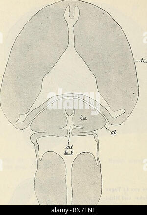 . Anatomischer Anzeiger. Anatomie, Vergleichende. 498. Anzahl Geschichte Er-scheinungen Hand in Hand, Sterben und verbindlichen Gestaltung des Kleinhirns und seine Beziehungen zu den Nachbaror-Ganen von Bedeu-tung sind. Ich kann mich in eine nähere Auseinandersetzung derselben nicht hier einlassen und Ver-weise zu eventueller Kenntnisnahme der-selben Namen sterben als erscheinende aus Führlichere fuer Arbeit. - Zahlr von die-sen Vorgängen sind ohne weiteres aus den beigegebenen Abbildungen abzu-Abb. 19. Forellenembryo von 103 Tagen. Schnitt senkrecht zur Kleinhim-Mittel - hirnfalte (mittlere Parti Stockfoto