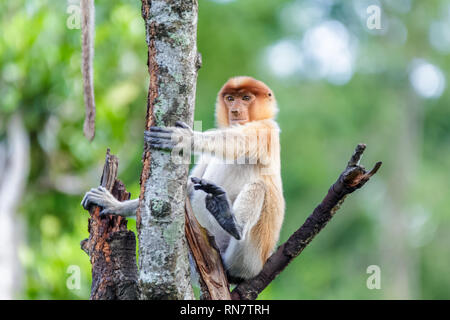 Proboscis Monkey oder Nasalis larvatus Stockfoto