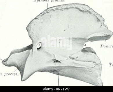 . Die Anatomie der Haustiere. Veterinär Anatomie. 36 DAS SKELETT DES PFERDES der dorsalen Arch (Arcus dorsalis) stellt eine mediane dorsalen Tuberkel (Tulier - cuhun (lorsalc) und ist konkav nach ventral. Es ist perforiert, auf beiden Seiten in der Nähe der vorderen nuuKin durch das Foramen intervertebrale Foramen (invertebrale). Die Ein-terior Grenze ist tief eingekerbt, und die hintere ist tliin und den Dreschkorb. Die ventrale Arch (Arcus Ventralis) ist tliiclvcr, schmaler und weniger curveil als die dorsale. Auf der unteren Fläche der ventralen Tuberkel (Tuberculum ventrale), in die das Terminal Sehne des Lon Stockfoto