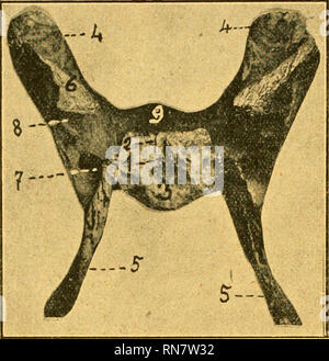 . Anatomischer Anzeiger. Anatomie, Vergleichende; Anatomie, Vergleichende. 452 Aus dem Gesagten ergibt sich, daß die Rückbildung des Hypo-physenkanales der Ventralfläche des Basisphenoid beginnt, von da sich ausdehnt auf dessen Dorsalfläche und zuletzt in dessen Inneres mit aufsteigenden und fortschreitenden / Of This Vor-Gang, beim Menschen schon von Calori beobachtet, veranlaßte diesen Forscher, zu erklären, dass "unser Adulto si incontra piuttosto spesso l'apertura interna del Canale ipofisario oppure Solo una particella della sua porzione Superiore, che sembra Dia ricetto ad una v Stockfoto