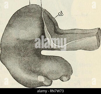 . Anatomischer Anzeiger. Anatomie, Vergleichende. mh. kmf. W-Jimf. - Cb.. Abb. 3. Gehirn des Forellenembryos von 46 Tagen (von hinten - Ihr Browser kann leider keine eingebetteten Frames anzeigen / Ent-fernung des Rautengrubendaches). Vergr. 75. Abb. 4. Gehirn des Forellenembryos von 46 Tagen (von der Seite, nach Ent-fernung des Rautengrubendaches). Vergr. 75. 33*. Bitte beachten Sie, dass diese Bilder sind von der gescannten Seite Bilder, die digital für die Lesbarkeit verbessert haben mögen - Färbung und Aussehen dieser Abbildungen können nicht perfekt dem Original ähneln. extrahiert. Anatomische Gesellschaft. Jena: G. Fischer Stockfoto