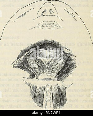 . Anatomischer Anzeiger. Anatomie, Vergleichende. 452 l) Biventer mandibulae. Der hyomandibulare Teil Departments Technik Biventer Krieg fächerförmig ausgebreitet, so daß ein dreieckiges Muskels-blatt entstand, Basis gegen den Kieferwinkel sterben, sterben Spitze gegen das Zungenbein gerichtet. Am unteren Rande des Unterkiefers befand sich jederseits, volle 2 cm von der Medianebene, ein etwa 1 cm vorspringen-der Höcker, der dem Biventer zum Ansatz diente. An der Basis des Muskeldreiecks lief ein besonders starkes Bündel gr von Einems der erwähnten Knochenvorsprünge zum anderen. Die Zeichnung giebt einen Ueberblick ülesen Stockfoto