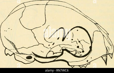 . Anatomischer Anzeiger. Anatomie, Vergleichende; Anatomie, Vergleichende. 298 vollständig im Bild zu sehen. 5. Letzteres geschieht sowohl auf die Parietalia. Für den Rest kann ich dem Autor selbst beziehen. Konnte ich nicht entdecken Sie eine Spur von Sut.par, unter 59 Schädel von Mus Decumanus, 9 von Mus rattus, 56 von Lepus cuniculus, 6 der Sciurus vul-garis, 4 von Erinaceus europaeus, 5 von Canis familiaris, 6 von Felis kuppeln - Tica, 4 von Mus musculus und unter einer Anzahl von anderen Schädel von den meisten anderen Säugetieren. Um Informationen über unsere heimischen Tiere, die Ich zu Dr. Vermeulen in Utrecht, Pro geschrieben haben - Sekte Stockfoto