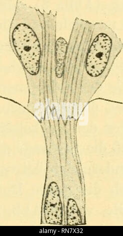 . Anatomischer Anzeiger. Anatomie, Vergleichende; Anatomie, Vergleichende. Abb. 4.. Bitte beachten Sie, dass diese Bilder sind von der gescannten Seite Bilder, die digital für die Lesbarkeit verbessert haben mögen - Färbung und Aussehen dieser Abbildungen können nicht perfekt dem Original ähneln. extrahiert. Anatomische Gesellschaft. Jena: G. Fischer Stockfoto