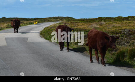 Kynance Cove - Rot Devon Kuh Rinder Stockfoto