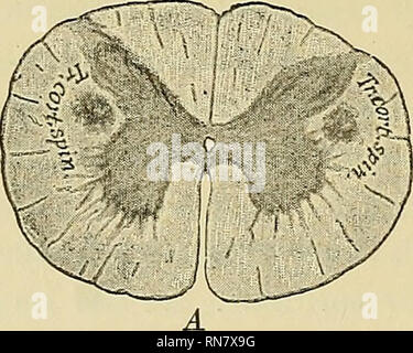 . Die Anatomie des zentralen Nervensystems des Menschen und der Wirbeltiere im Allgemeinen. Neuroanatomie; Zentrales Nervensystem. 72 ANATOMIE DES ZENTRALNERVENSYSTEMS. plisliecl. Tlie sekundären sensorischen Trakt, - d. h., Trakt der zweiten Ordnung, - die von den Zellen der grauen Substanz und fließt in Richtung Gehirn im antero-lateralen Spalte entsteht, ist mit aller Wahrscheinlichkeit ein Teil der Verrundung, die auf dem Dach des Mittelhirns. Das komplette System wird in Zukunft den Tractus tecto-spinalis in der Schnur und Tractus tedo-hulbaris, wo es in Zusammenhang mit der medullar oder Bulbar Kerne kommt Stockfoto