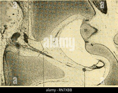 . Anatomischer Anzeiger. Anatomie, Vergleichende; Anatomie, Vergleichende. k! 78 ein Schnitt wiedergegeben (Abb. 6), welcher in dem Meatus acusticus internus nebeneinander den Nerv, cochlearis und das Ganglion des Sacculusbündels enthält. Aus letzterem lässt sich ein kleiner Zweig deutlich nachweisen, welcher sich über dem Cochlearisbündel anschließt. Er ist auf der Naturwissenschaft durch Überzeichnung stärker hervor-gehoben. In der jüngeren Querschnittserie eines Embryos von Capra Hircus^) Krieg das gesuchte Bündel auf der rechten Seite stark ent-wickelt vorhanden. "On the left side Seite läßt sich ein etwas abwei- Stockfoto