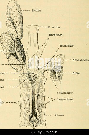 . Anatomischer Anzeiger. Anatomie, Vergleichende; Anatomie, Vergleichende. 206 ist dagegen bei den geschlechtsreifen: zeitlebens mit dem Samen so stark ausgefüllt, daß ein leichtes Berühren seine dünne Wandung zum Platzen zu bringen droht. Er dient in of this Weise als Saraen-Behälter. So werde ich ihn provisorisch als Pars conservans serainis bezeichnen. Zwischen den Windungen des letztgenannten Kanal-Abschnittes kommen zahlreiche sehr dünne rudimentäre Kanälchen vor, Hoden Nebenhoden' / - Niere Harnblase Harnleiter^ Öffnung der Trigonum cloacae Samenleitei Peni:. Kloake Abb. 5. Rektum und ü Stockfoto