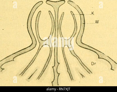 . Anatomischer Anzeiger. Anatomie, Vergleichende; Anatomie, Vergleichende. Abb. 8.. Bitte beachten Sie, dass diese Bilder sind von der gescannten Seite Bilder, die digital für die Lesbarkeit verbessert haben mögen - Färbung und Aussehen dieser Abbildungen können nicht perfekt dem Original ähneln. extrahiert. Anatomische Gesellschaft. Jena: G. Fischer Stockfoto