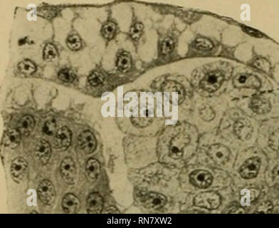 . Anatomischer Anzeiger. Anatomie, Vergleichende; Anatomie, Vergleichende. 254 Wanderzellen ist hier nicht scharf von der Anlage des" WoLFP'schen Ganges abgegrenzt, vielmehr bildet er mit ihr ein Ganzes. Großen, hellen entodermalen Wanderzellen Sindh mit den kleinen dunklen Zellen der Anlage des primären Harnleiters durch Übergänge ver-bunden Sterben. This Übergänge kommen nicht allein in der Zellgröße, son-dern auch in der Färbung der Zellen zum Ausdruck. Derartige, für Übergänge sprechende Bilder sind nicht in jedem Schnitt zu finden, sondern sie scheinen nur streckenweise aufzutreten. So finden Sie Stockfoto