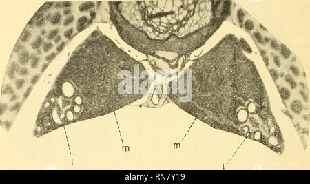 . Anatomischer Anzeiger. Anatomie, Vergleichende; Anatomie, Vergleichende. 358 gewöhnlichen Nierenbau zeigt und als ein Nierenorgan funktioniert. Nummern-oper Teile unterscheiden sich auch Sterben in tinktioneller Hinsicht, weil, 5/6 für das Plasma der kleinen, Schließfach liegenden parenchy-matischen Nierenzellen zyanophil ist, erscheinen die großen, polygo-nalen Epithelzellen des medialen Nierenteiles erythrophil. Denselben Bau zeigt auch der mittlere Abschnitt der Niere, und zwar insofern, als der auch hier weit größte, mediale Teil der Niere aus großen polygonalen, körnchenreichen Epithelzellen besteht, zwi- Stockfoto