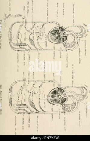 . Anatomie auf den Punkt: Eine Abhandlung über die Anatomie des Menschen in seiner Beziehung zu Osteopathie. Die menschliche Anatomie; osteopathische Medizin osteopathische Medizin; Anatomie. Platte IX. 39. Bitte beachten Sie, dass diese Bilder sind von der gescannten Seite Bilder, die digital für die Lesbarkeit verbessert haben mögen - Färbung und Aussehen dieser Abbildungen können nicht perfekt dem Original ähneln. extrahiert. Laughlin, William Ross. Kirksville, Missouri: William Ross Laughlin Stockfoto