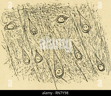 . Anatomischer Anzeiger. Anatomie, Vergleichende; Anatomie, Vergleichende. 283 oder Körnerzellen von etwas kleinerer und regelmäßigerer Gestalt unterscheiden. Sterben Bielschowsky- und CAJAL - Imprägnation läßt keine Unregelmäßigkeiten an den "grossen Pyramiden" erkennen, die erwähnten Ecken können daher Kunstprodukte, sterben beim,, Golgifizieren "nur allzuleicht entstehen. Die Übergänge zwischen,, großen Pyramiden" und Körner - Zellen sind). Sterben birnförmigen Zellen sind mit der Spitze, der ein dendrit entspringt, nach der Peripherie gerichtet. Der Neurit verlässt die Zelle an der Ba Stockfoto