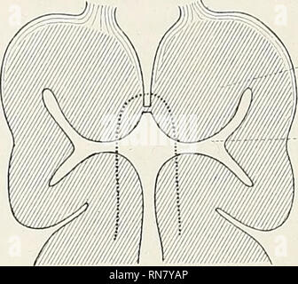 . Anatomischer Anzeiger. Anatomie, Vergleichende. Abb.] 4 -.. .-B vi Abb. 18. b Abb. 17.. Bitte beachten Sie, dass diese Bilder sind von der gescannten Seite Bilder, die digital für die Lesbarkeit verbessert haben mögen - Färbung und Aussehen dieser Abbildungen können nicht perfekt dem Original ähneln. extrahiert. Anatomische Gesellschaft. Jena: G. Fischer Stockfoto