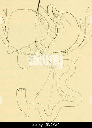 . Anatomischer Anzeiger. Anatomie, Vergleichende; Anatomie, Vergleichende. 199 lieh ansehnlicher Nerv^ ein wenig nach "on the left side Seite, schmiegt sich der Art. mesenterica superior ein, folgt of this Arterie hinter das Duo-Denum und tritt mit ihr in die Radix mesenterii ein. Jetzt löst sich der Nerv in eine größere Zalil von Ästchen auf, welche sich über den Ästen der Art. Mesenterica zugesellen und mit diesen zum Dünndarm ziehen. Bei Cebus, Macacus und Hapale gelang das Verfolgen of this mesenterialen Äste der Chorda posterioren ziemlich leicht, und mit Sicherheit habe ich da-bei feststellen können, daß der Stockfoto