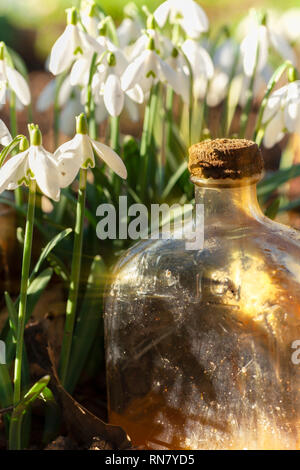 Frische Schneeglöckchen in der Wildnis in der Nähe auf Augenhöhe, mit einem alten Glasflasche, wenn Sie früh morgens das Sonnenlicht. Hochformat. Stockfoto