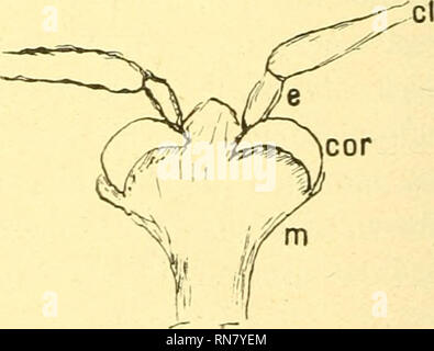 . Anatomischer Anzeiger. Anatomie, Vergleichende; Anatomie, Vergleichende. Abb. 13.. Abb. 14. Abb. 12. Crocidura caerulea. Embryo, 59 mm. Querschnitt. adr. Gegenbaurs Coracoideum. Abb. 13 u. 14. Crocidura caerulea. Erwachsenes Individuum. Abb. 13 von der ventralen, Abb. 14 von der dorsalen Seite. coideum sowie Coracoideum und Brustbeins zusammen. In den Schnitten ist ersichtlich, daß das Coracoideum mit dem brustbeins verbunden ist-verlieren, 5/6 ein sehr starkes Band Epicoracoideum Coracoideum und vereinigt. Stadium II: Völlig erwachsenes Individuum, dessen Sternalen-apparat herauspräpariert ist. Das Stockfoto