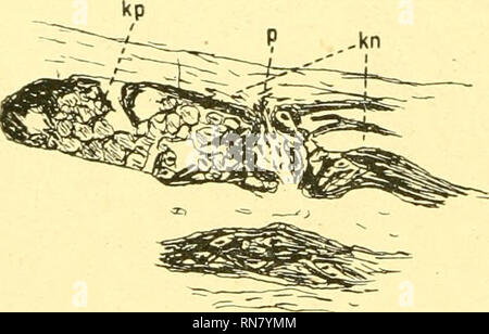 . Anatomischer Anzeiger. Anatomie, Vergleichende; Anatomie, Vergleichende. Abb. 6.. Bitte beachten Sie, dass diese Bilder sind von der gescannten Seite Bilder, die digital für die Lesbarkeit verbessert haben mögen - Färbung und Aussehen dieser Abbildungen können nicht perfekt dem Original ähneln. extrahiert. Anatomische Gesellschaft. Jena: G. Fischer Stockfoto